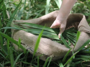 Rona Mayk's Weeds Thumbnail - Uri Berry אורי בארי