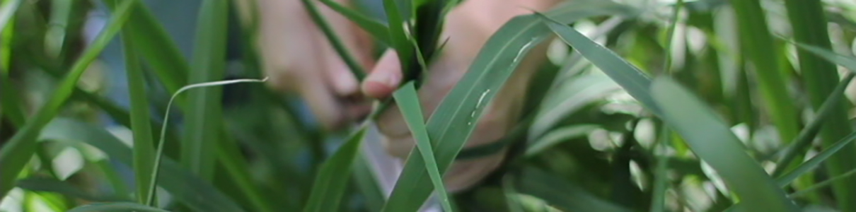 Rona Mayk's Weeds Banner - Uri Berry אורי בארי
